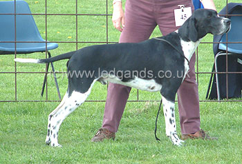 2nd Open Dog